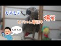 【爆笑】るいちゃんと実際に電話するとこんな感じ！！ヨウムのるいちゃん