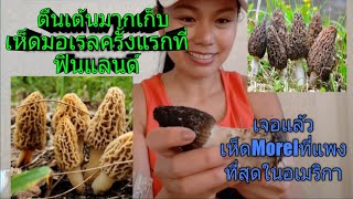 7/6/19ตื่นเต้นมากเก็บเห็ดมอเรลMorelครั้งแรกที่ฟินแลนด์เยอะใหญ่มาก🍄 #เห็ดแพงที่สุดในอเมริกา #morel