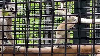 八木山動物公園　ワオキツネザル　赤ちゃんの独り遊び