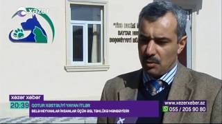 02-03-2017 Xəzər TV Bakıda sahibsiz itlərin xəstəliyi