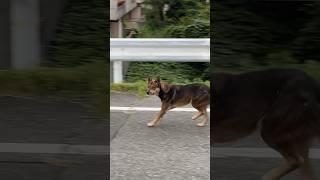 狂った野犬に襲われる