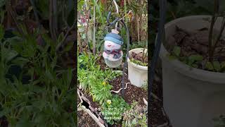 【HD動画】2025年1月23日  冬の花が咲いています。 #flowers #garden #癒し#自然 #naturelovers #薔薇は美しく散る #ばらの花 #rosegarden