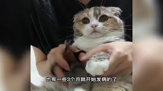 你养过折耳猫吗？折耳猫每天都很痛苦吗？