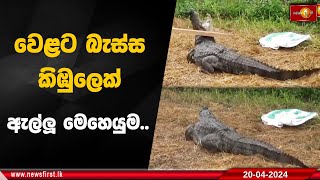 වෙළට බැස්ස කිඹුලෙක් ඇල්ලූ මෙහෙයුම..