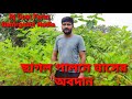 Black Bengal commercial Goat Farming / Low cost portable Nepir Grass(Azadirachta indica)