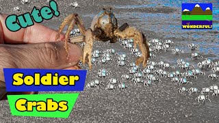 Hong Kong Marine Invertebrates - Soldier Crabs ! (香港 - 和尚蟹)