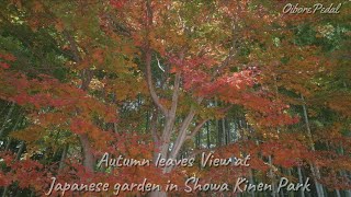 【４K】【2021年 四季を巡る】昭和記念公園 日本庭園の紅葉・・Autumn leaves View at  Japanese garden in Showa Kinen Park