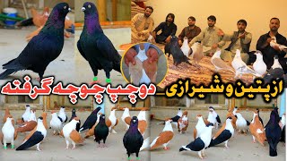 یک میلیون ارزش دارد کفتر خوشت بیاید|#دوچپ چوچه داده پیتین و شیرازی|?A Pigeons is worth a million if