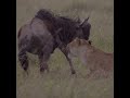 We'll take what is ours, by hook or by crook! | Lion Hunting Buffalo | #AnimalPlanet #shorts