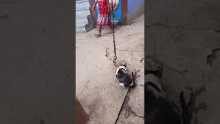 Meen sappidum meow/eating fish/meow meow/மீன் சாப்பிடும் பூனை/fish eating cat