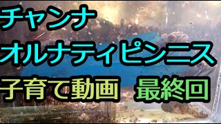 オルナティピンニス子育て動画 最終回～9カ月間ありがとう！～