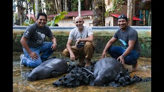 Amazonian Manatee Release 2023