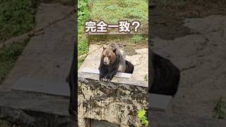 完全一致した瞬間【サホロリゾートベア・マウンテン】#ヒグマ#かわいい動物 #北海道旅行