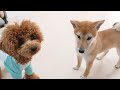 パピー柴犬と愉快な仲間たち　🐶ひみつきちなう！ 2🐶 チワワ 柴犬 トイプードル チワックス ミックス犬 ビションフリーゼ マルチーズ 2021年5月28日