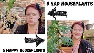 5 Struggling Houseplants \u0026 5 Thriving Houseplants!