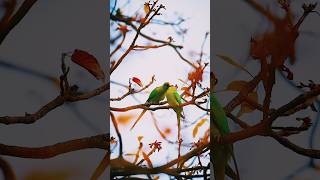 parrot talking #mitthu Amitthu cutu🥰clear voice #talking ringneck #parrot bolne wala mitthua😍