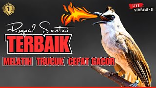 Trucukan Gacor Ropel Panjang: Cara Ampuh Bikin Trucuk Cepat Naik Emosi Gacor!