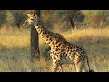 Tarangire National Park: Travel Tanzania