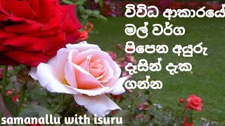 විවිධ වර්ගයේ මල් පිපෙන අයුරු