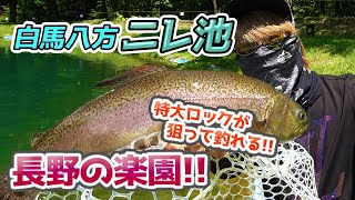 白馬八方ニレ池【後編】特大ロックトラウトを狙って釣る！【エリアトラウト・管理釣り場】／HartDesign TV(ハートデザインTV) 【Vol.286】