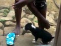 Treinamento de Cãozinho