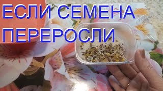 КАК ПОСЕЯТЬ ПЕРЕРОСШИЕ СЕМЕНА/ Сею редис в дождь