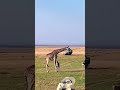 This is tough 😮In the Animal kingdom #giraffe #animal #lion #natgeo #wildlife #shorts #viral