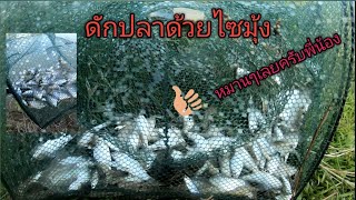 EP/ 2 #ดักลูกปลา#ดักลูกกุ้งด้วยไซมุ้ง ซ้ำหมายเดิมยังหมานเหมือนคับผม