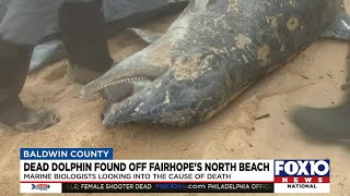 Dead dolphin discovered on Fairhope’s North Beach