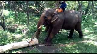 Elephant moving logs