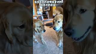 抚慰犬：看不见我#治愈狗狗 #精神抚慰犬#狗狗#萌宠出道计划 #狗狗治愈