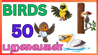 பறவைகளின் பெயர்கள்/Birds Names, 50 பறவைகள் in Tamil \u0026English with picture