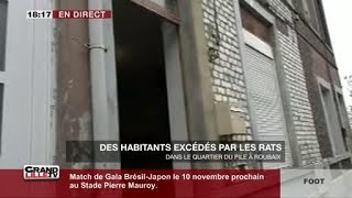 Des habitants excédés par les rats (Roubaix)