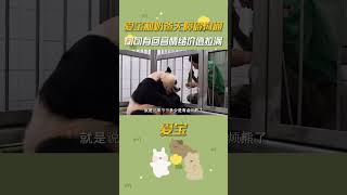 Aibao talks freely w/ dad#Aibao#Hot#Fubao#GrandpaJiang#Panda#Treasure#GrandpaSong#RuiHui#Fun#shorts