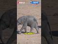 alasan gajah hamil selama 2 tahun. #shortvideos #facts #cerita #shortsfeed #faktacerita #wildlife