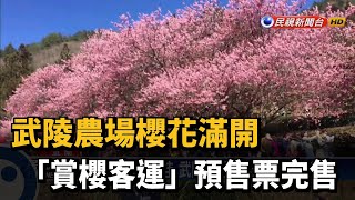 武陵農場櫻花滿開 「賞櫻客運」預售票完售－民視新聞