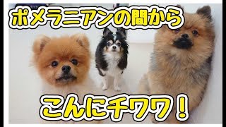 ポメラニアンの間からこんにチワワ 【ひみつきちなう！①】2019年1月12日