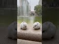 Two cute rabbits