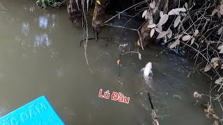 Quá Cở Con Cá Lú Đầu Quậy Cái Đùng Giật Cả Mình | Kích Cá Miền Tây | Catch Fish