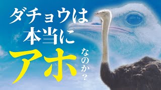 世界最大の鳥ダチョウは本当に頭が悪いのか？エピソードを踏まえて徹底解説【ゆっくり解説】