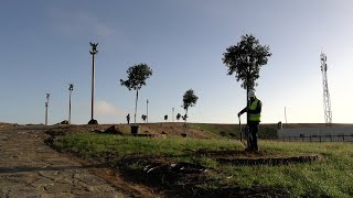 Árboles y trabajo en caminos: nueva vida en el parque de Santa Catalina