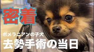 【去勢手術当日】手術から退院までの一部始終【生後8ヶ月のポメラニアンの子犬】