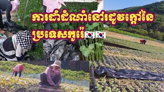 កាខាងត្បូងរដាំដំណាំនៅរដូវក្តៅនៃប្រទេសកូរ៉េ