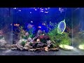 episode 2 try to raise colorful angelfish golden wave fish guppies