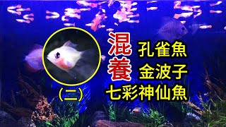 Episode 2: Try to raise colorful angelfish, golden wave fish, guppies