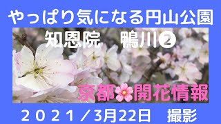 【2021🌸桜 Sakura 】もう少しで満開　京都で有名な桜といえば円山公園の枝垂れ桜❷ KyotoGuide 2021 CherryBlossoms Information