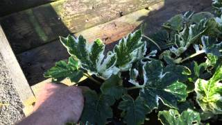 Acanthus 'Whitewater'