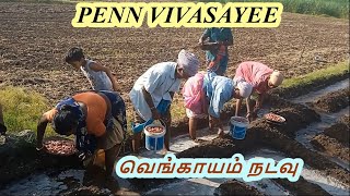 வெங்காயம் நடவு // Planting onions