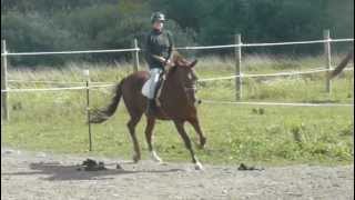 P1050991.MOV Tully under saddle.