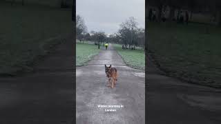 Frosty Winter Morning at Primrose Hill London 2025